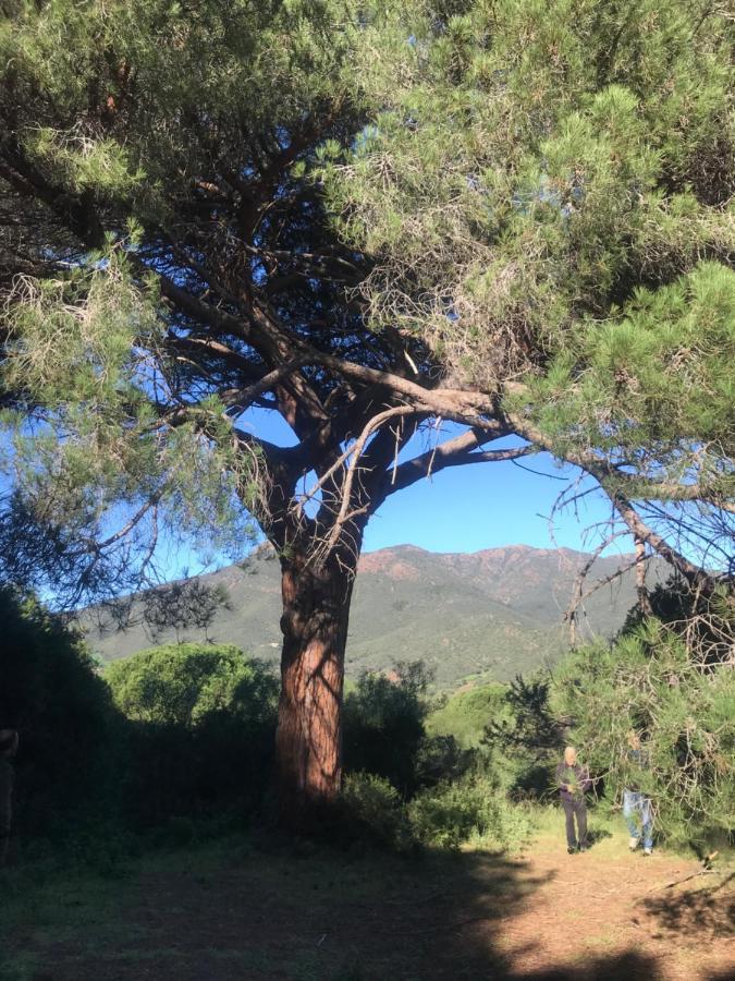 Alelca Domo Bed & Breakfast Buggerru Dış mekan fotoğraf